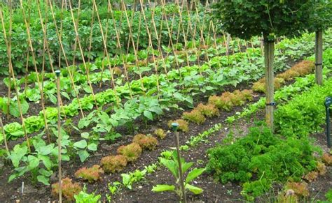 jardin potager au printemps
