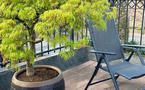Érable du Japon en pot sur une terrasse