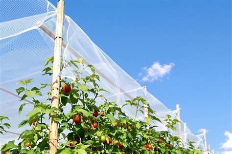 Champ de légumes protégé par un filet anti-grêle