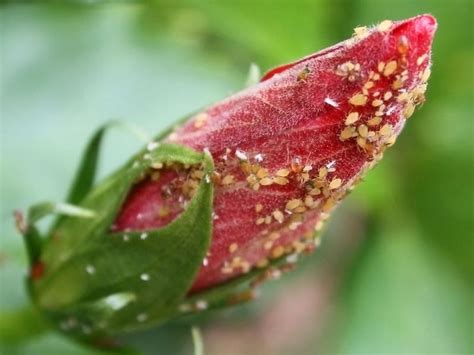 Pucerons sur un bouton floral d'hibiscus