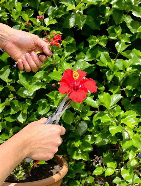 Jardinier taillant un hibiscus avec précaution