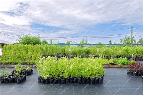 Vue panoramique d'une pépinière spécialisée en arbres fruitiers avec des rangées ordonnées de jeunes plants en conteneurs