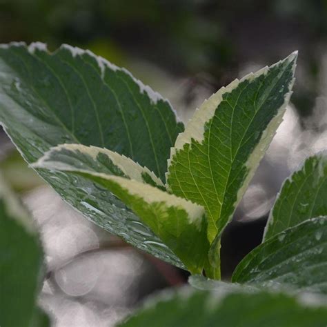 Plan rapproché montrant le feuillage panaché vert, crème et jaune d'un Hydrangea macrophylla Tricolor