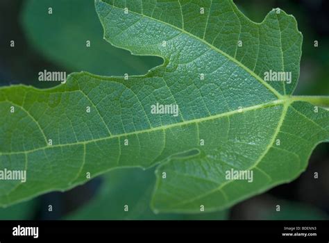 Gros plan sur la texture d'une feuille de figuier