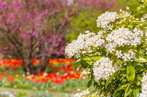 Un massif d'orangers du Mexique en pleine floraison printanière