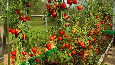 serre de jardin remplie de plants de tomates en bonne santé
