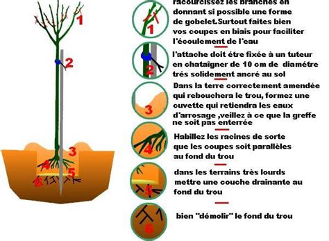 Infographie illustrant les étapes de plantation d'un arbre fruitier, du creusement du trou à la mise en place du tuteur