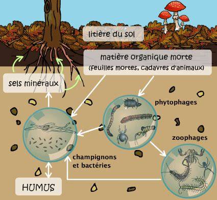 Schéma illustrant le cycle de décomposition de la matière organique dans le sol et son impact sur la fertilité