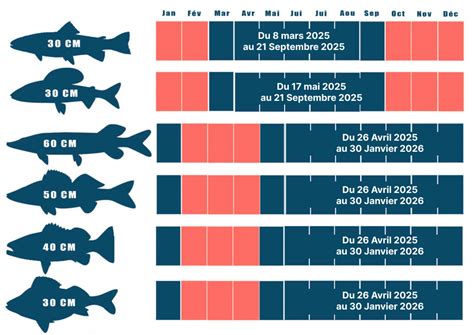 Infographie comparative des périodes de taille par espèce fruitière