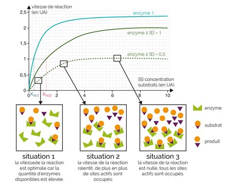 Graphique montrant la composition idéale d'un substrat pour bonsaï