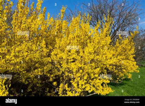 Un forsythia en pleine floraison printanière avec ses fleurs jaune vif caractéristiques