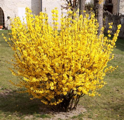 Exemple d'un forsythia avant et après une taille de rajeunissement structurée