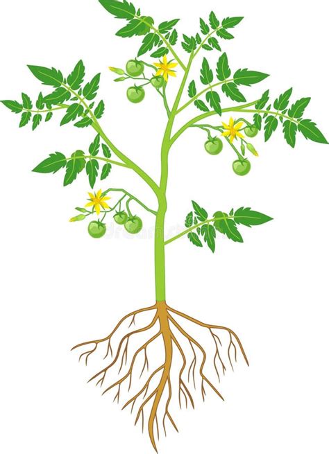 Illustration d'un plant de tomate vigoureux avec ses fleurs jaunes et ses fruits en formation