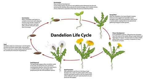Infographie montrant le cycle de vie du pissenlit et la dispersion des graines