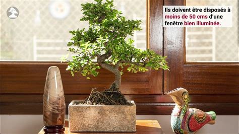 Bonsaï d'intérieur