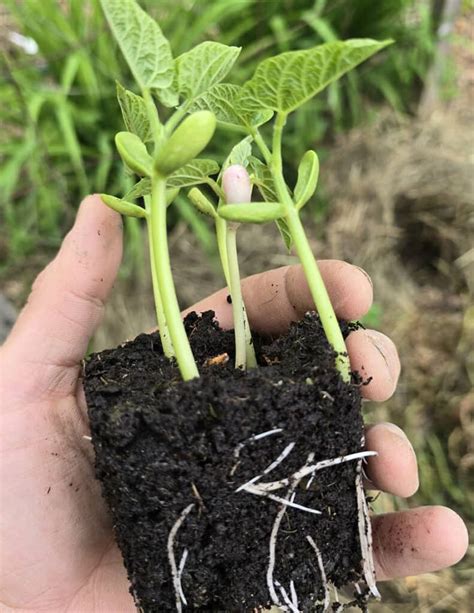 Illustration d'un sol bien préparé pour le semis de haricots