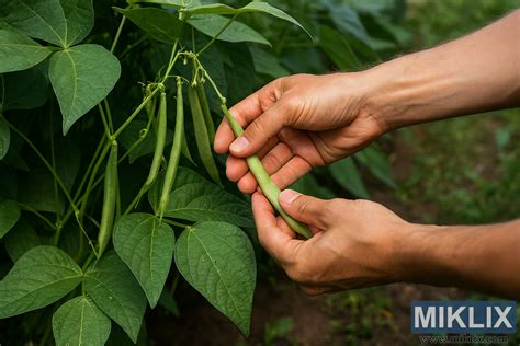 Personne récoltant des haricots verts