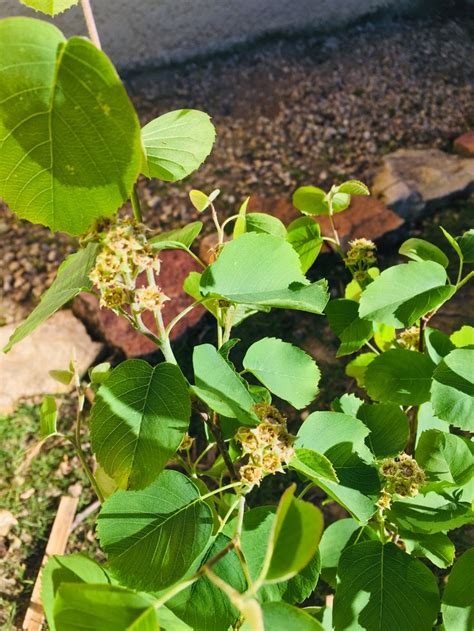 Arbuste fruitier en fleurs