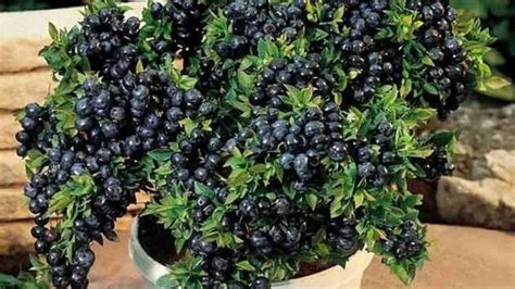 Plans de myrtilles en pot