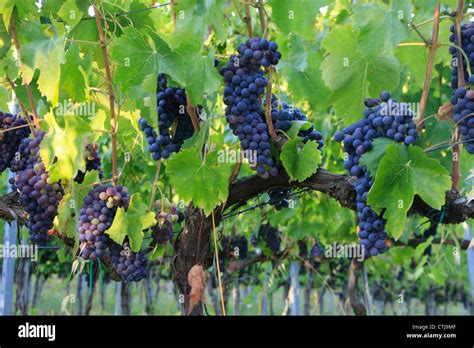 Vigne avec des grappes de raisin