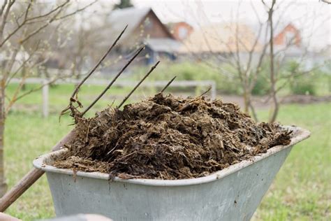 Tas de fumier en cours de décomposition dans un potager