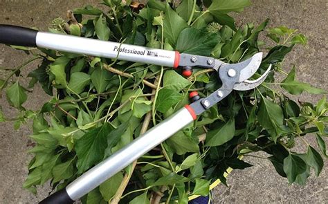 Outils pour la taille des racines