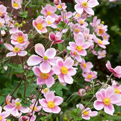 Illustration des différentes variétés de fleurs d'Anémone du Japon (blanches, roses, doubles, simples)