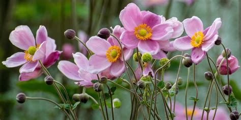 Image montrant comment tailler les fleurs fanées d'une Anémone du Japon
