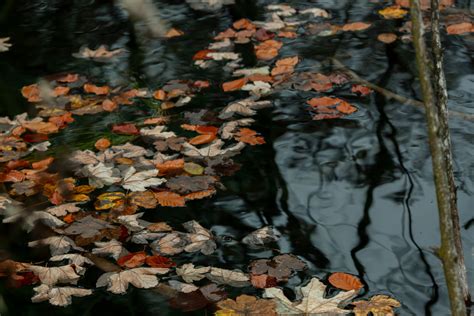 Feuilles mortes flottant à la surface d'une piscine