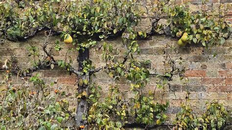 Arbres en espalier le long d'un mur mitoyen