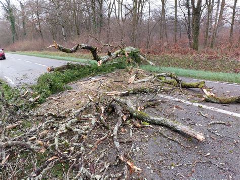Arbre empiétant sur la voie publique