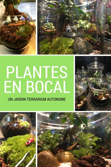 Terrarium de plantes grasses esthétique dans un bocal en verre