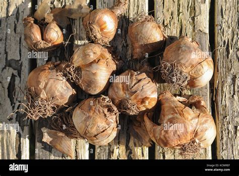 Bulbes de jonquilles prêts à être déterrés