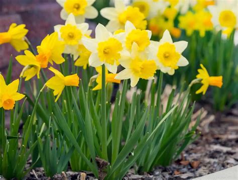 Jonquilles en pleine terre