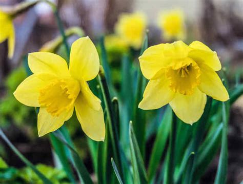 Bulbes de jonquilles stockés pour l'hiver