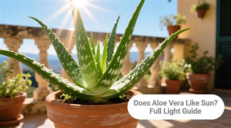 Diagram illustrating ideal light exposure for Aloe vera