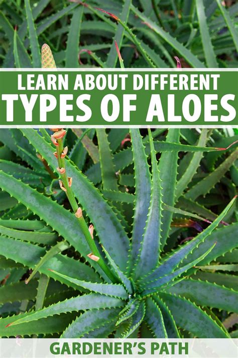 Infographic comparing different Aloe species and their characteristics