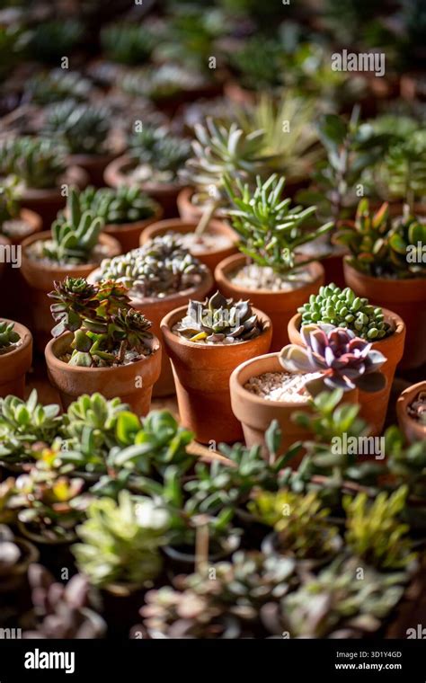 Various types of terracotta pots for succulents