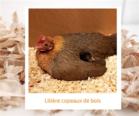 Un poussin explorant une litière de copeaux de bois