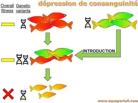Diagramme expliquant la dépression consanguine chez le maïs