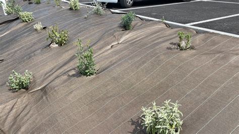 Comparaison visuelle entre une toile de paillage marron discrète et des plantes luxuriantes