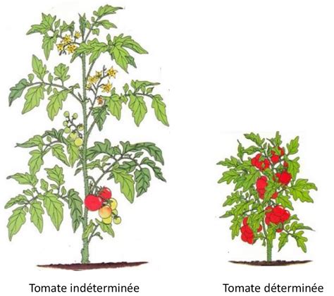 Différence entre plants de tomates à port déterminé et à port indéterminé