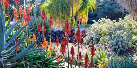 une composition de diverses plantes grasses aux floraisons éclatantes dans un jardin ensoleillé