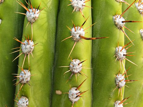 gros plan sur une aréole de cactus montrant le détail des épines et des tissus végétaux