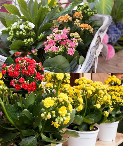 un Kalanchoe aux fleurs jaunes éclatantes dans un pot en céramique