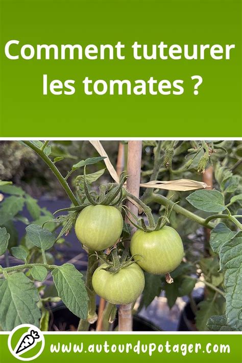 Schéma des avantages du tuteurage des tomates
