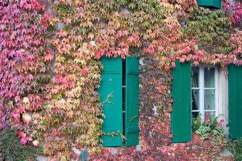 vigne vierge mur