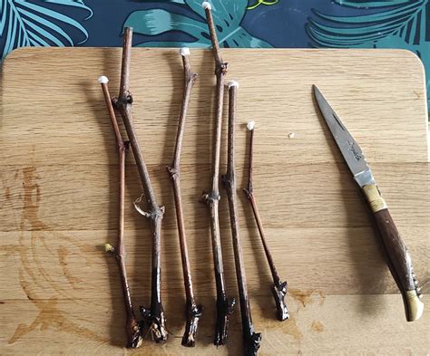 boutures vigne en pot
