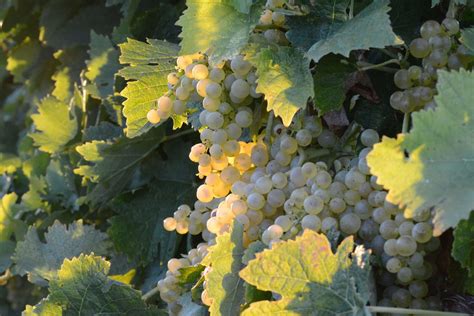 raisins hybrides