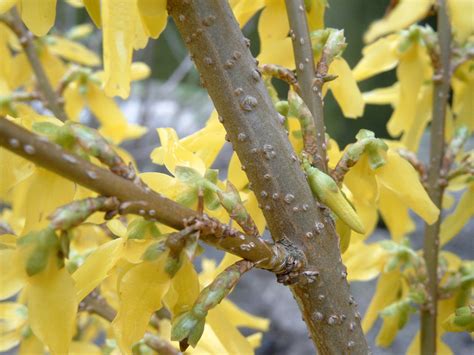 Identification des maladies courantes du forsythia
